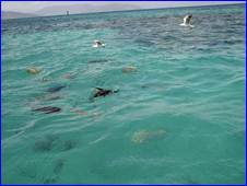 : : dolphin