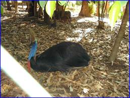 : : cassowary