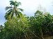 : : : : philippine4-20